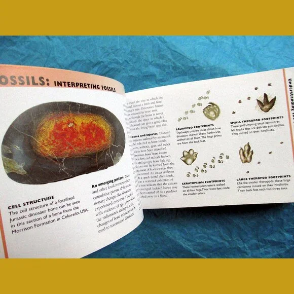 Book - The Little Guides: Dinosaurs, ed. by Dr. Paul Willis - Picture 10 of 16